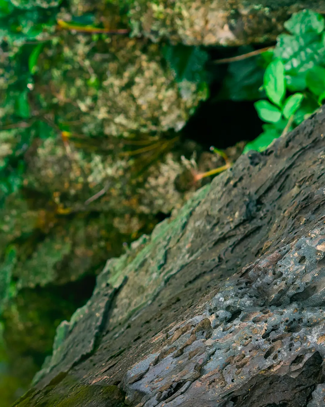 Primo piano di una corteccia d'albero ruvida e strutturata con fogliame verde sfocato e muschio sullo sfondo, che crea una scena di foresta naturale con dettagli di legno e piante.
